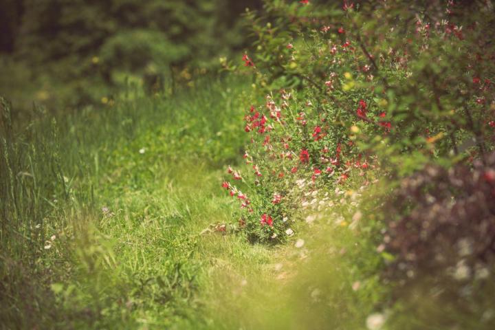 Entretien jardins de copropriétés Nantes