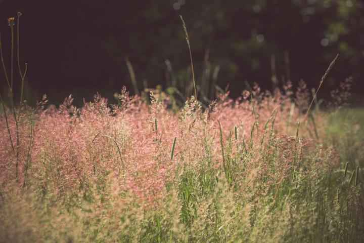 Gestion écologique et durable des espaces verts à Nantes