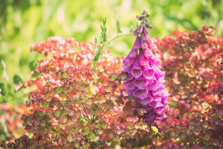 Entretien jardins de copropriétés Nantes