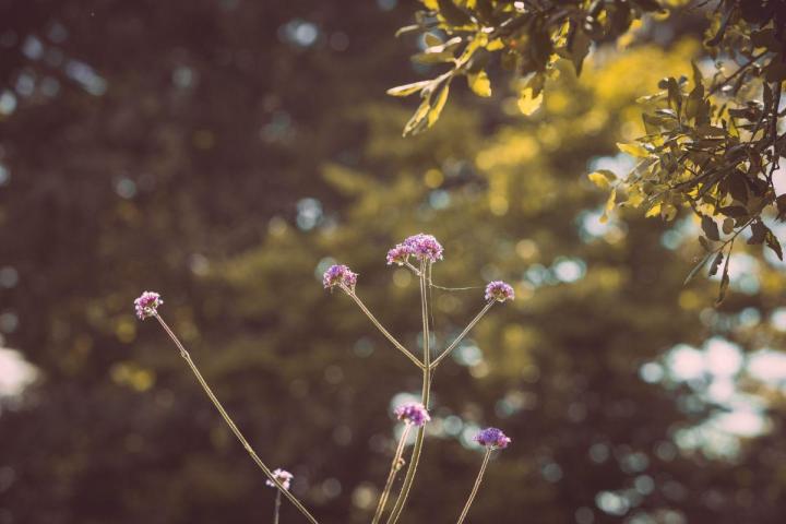 Gestion écologique et durable des espaces verts à Nantes