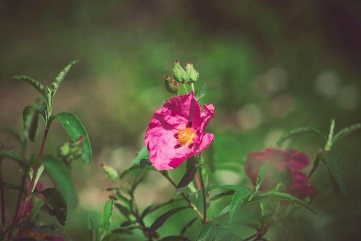 Entretien jardins de copropriétés Nantes