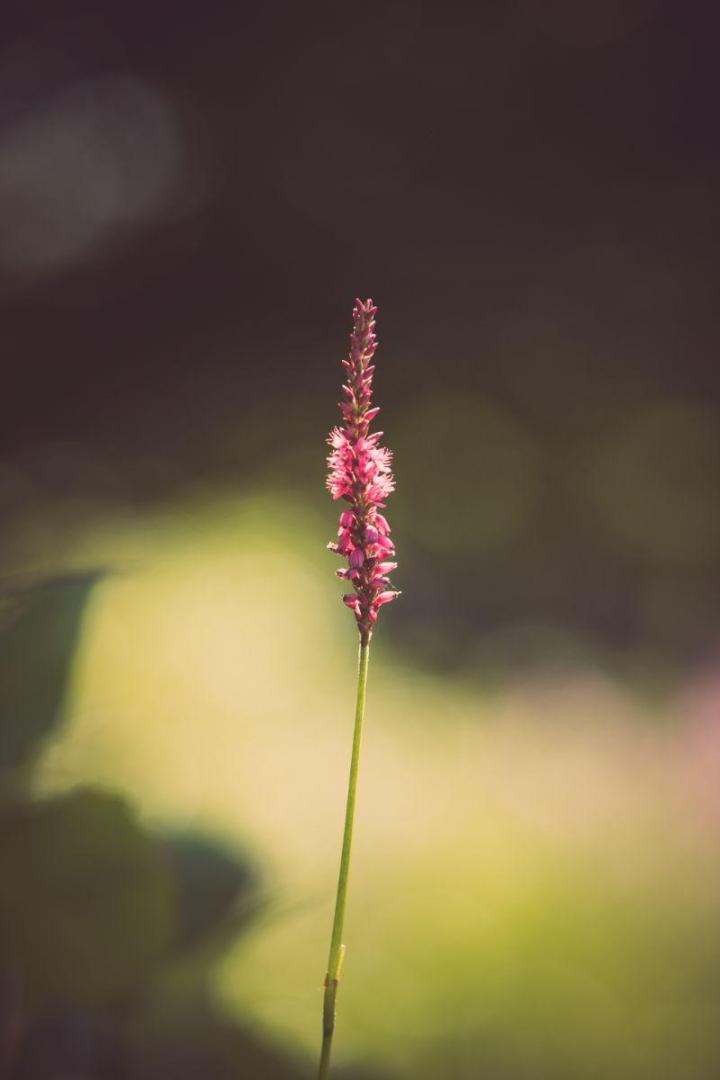Gestion écologique et durable des espaces verts à Nantes