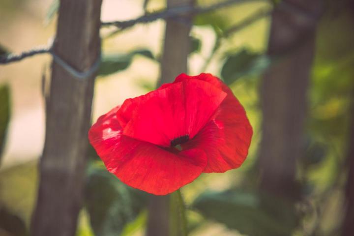 Entretien jardins de copropriétés Nantes