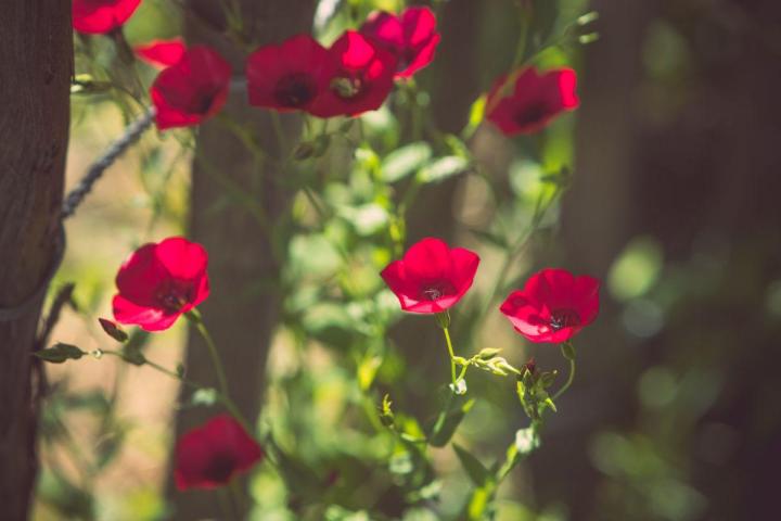 Gestion écologique et durable des espaces verts à Nantes