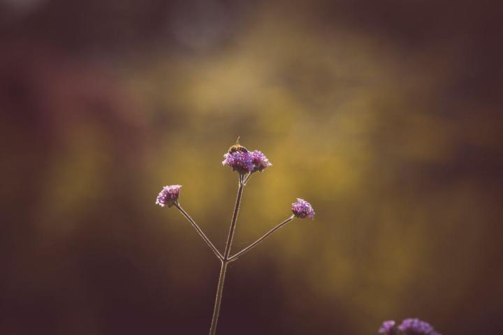 Entretien jardins de copropriétés Nantes