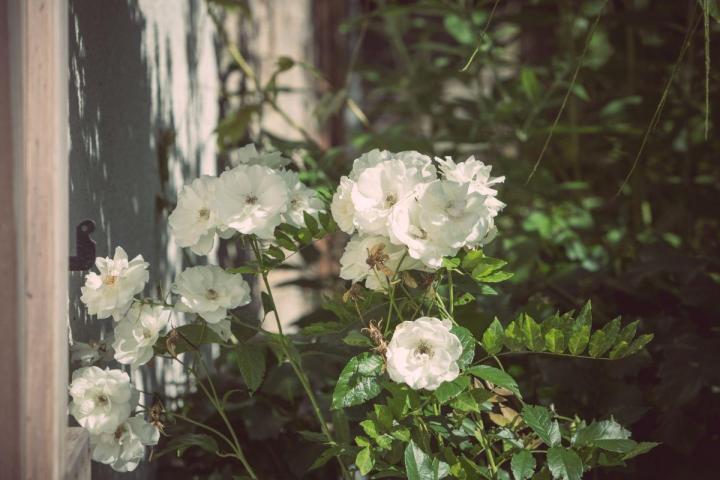 Gestion écologique et durable des espaces verts à Nantes