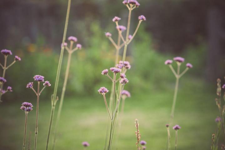 Entretien jardins de copropriétés Nantes