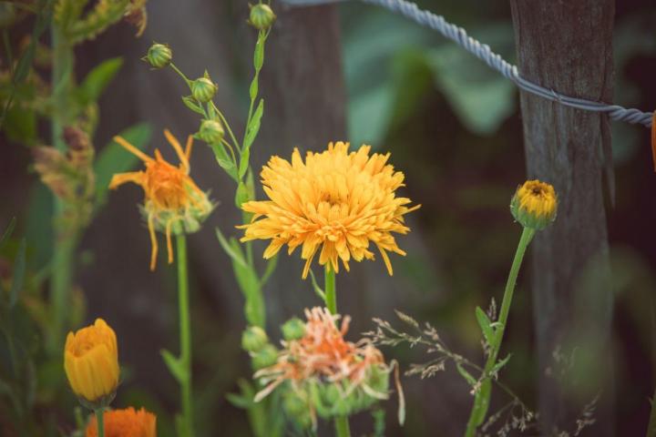 Entretien jardins de copropriétés Nantes