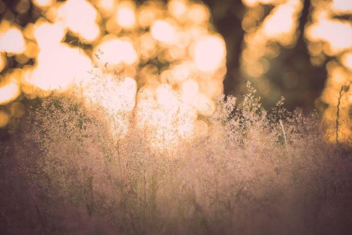 Gestion écologique et durable des espaces verts à Nantes