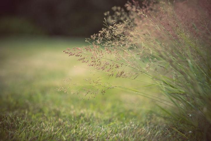 Élagage et abattage d'arbres à Nantes