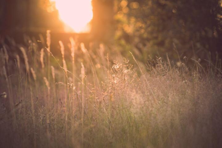 Gestion écologique et durable des espaces verts à Nantes