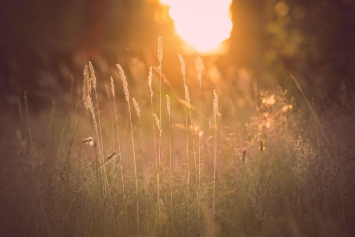 Entretien jardins de copropriétés Nantes