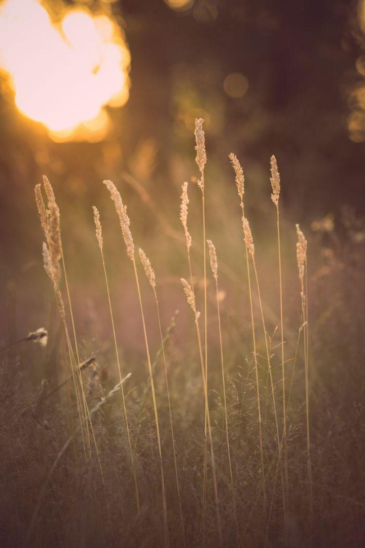 Gestion écologique et durable des espaces verts à Nantes