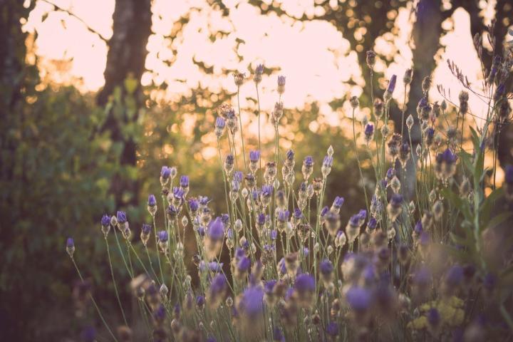 Gestion écologique et durable des espaces verts à Nantes
