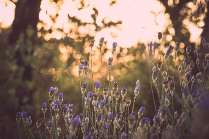 Entretien jardins de copropriétés Nantes