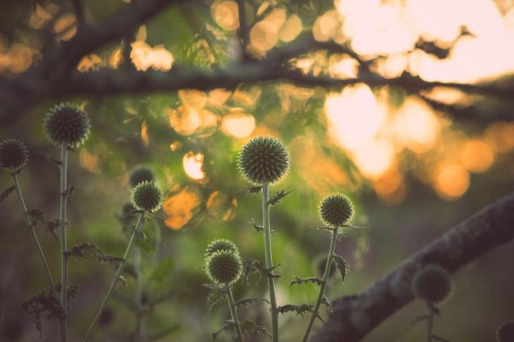 Entretien jardins de copropriétés Nantes