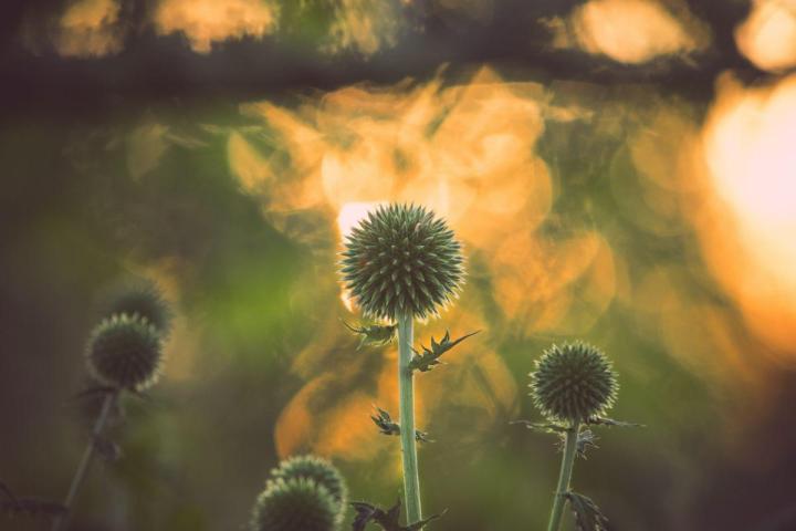 Gestion écologique et durable des espaces verts à Nantes