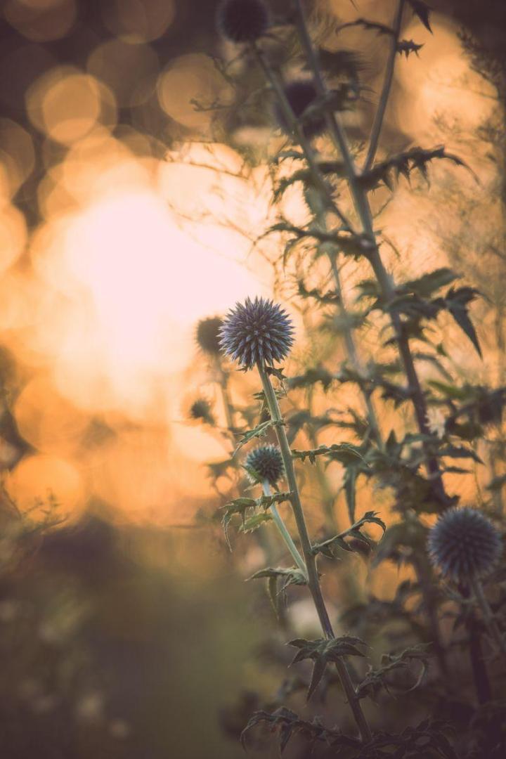 Entretien jardins de copropriétés Nantes