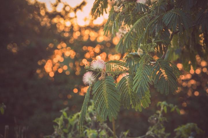 Gestion écologique et durable des espaces verts à Nantes