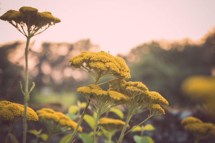 Gestion écologique et durable des espaces verts à Nantes