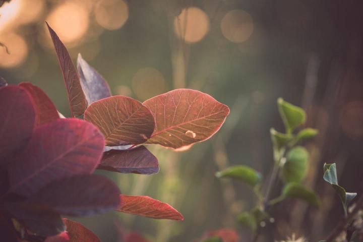 Entretien jardins de copropriétés Nantes