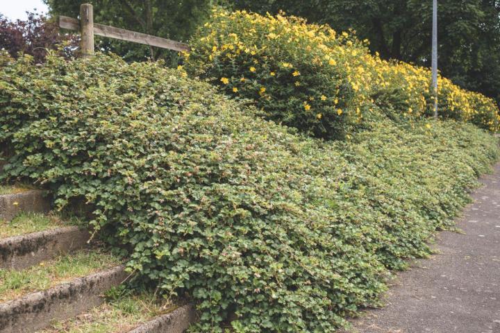 Gestion écologique et durable des espaces verts à Nantes