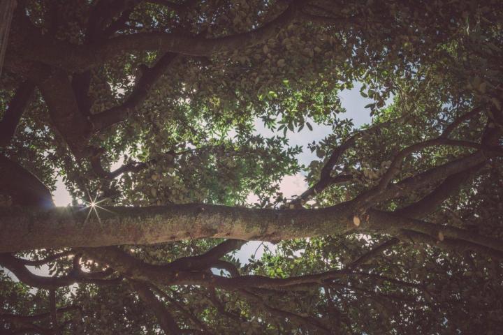 Élagage et abattage d'arbres à Nantes