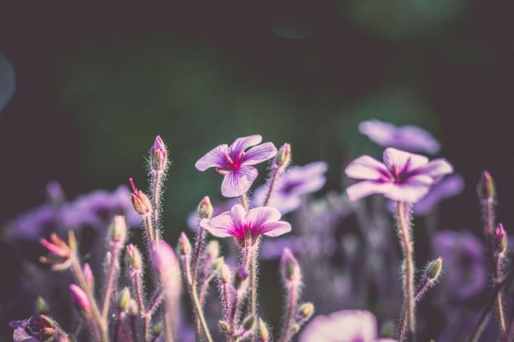 Entretien jardins de copropriétés Nantes