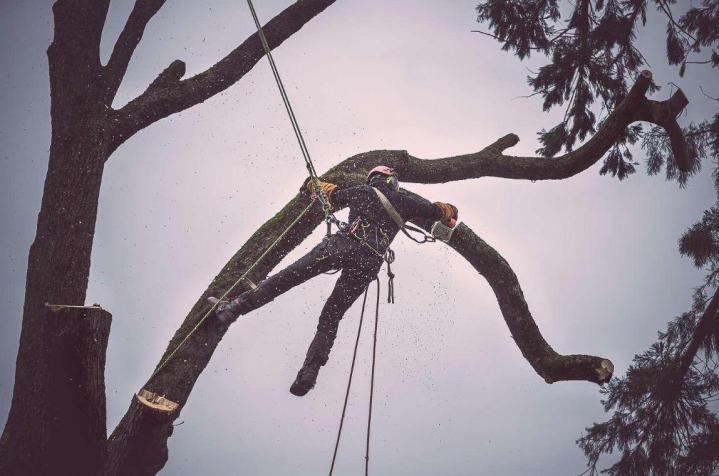 Élagage et abattage d'arbres à Nantes