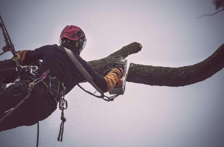 Élagage et abattage d'arbres à Nantes