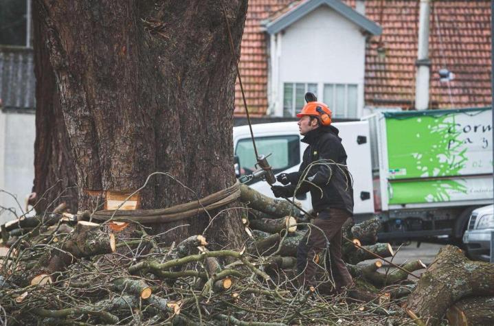 Élagage et abattage d'arbres à Nantes