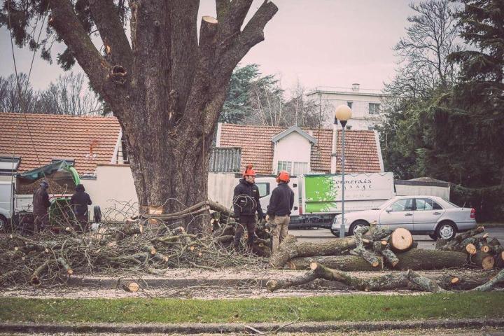 Élagage et abattage d'arbres à Nantes